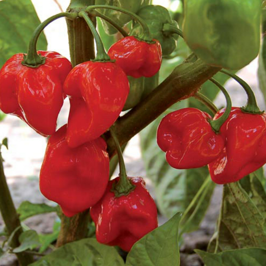 Red Habanero Pepper (4 Pack)