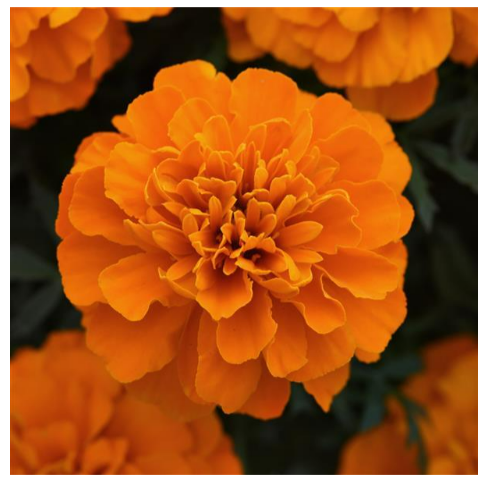 Bonanza™ Deep Orange French Marigold (4 Pack)